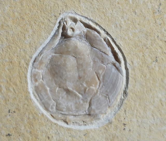 Terebratula sp. MUELLER 1776 - Bild © FossNet FossilienStore